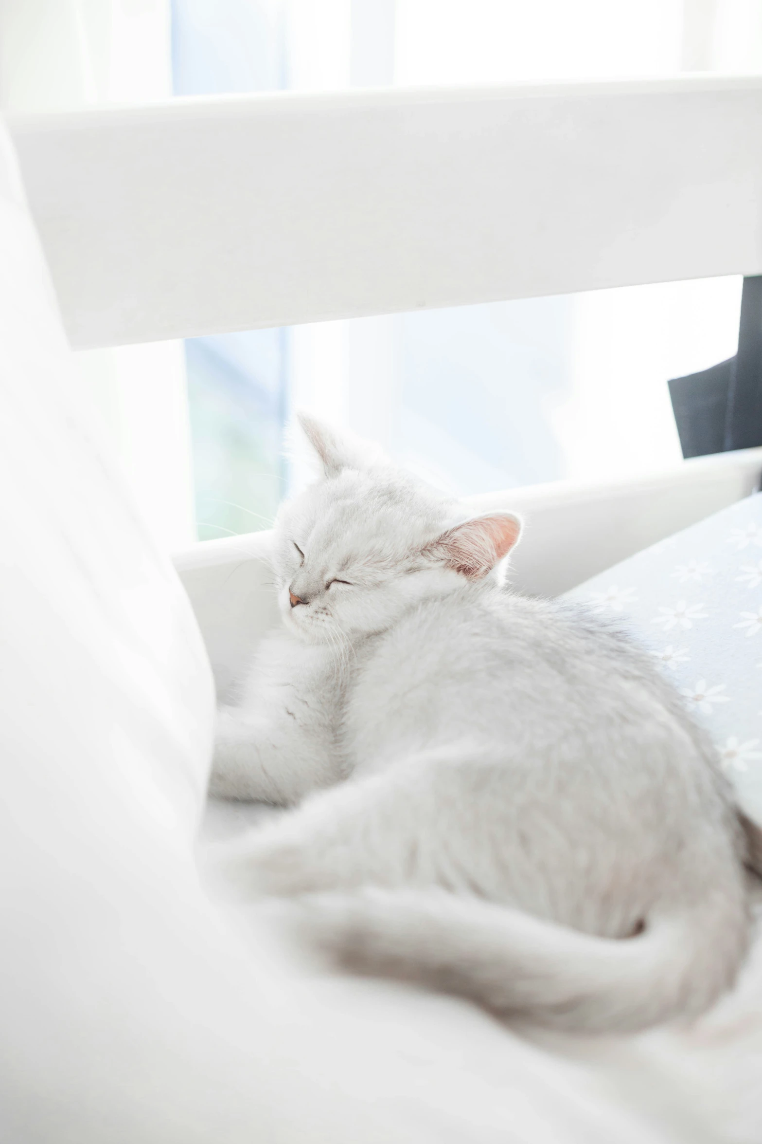 the cat is asleep on top of the pillows