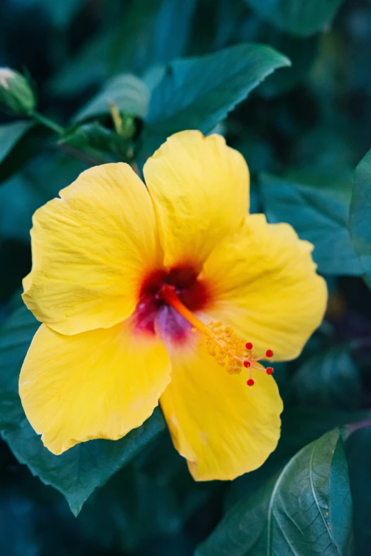 a large yellow flower is in the middle of leaves