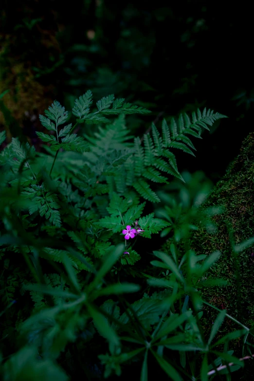 an image of a flower that is on the grass