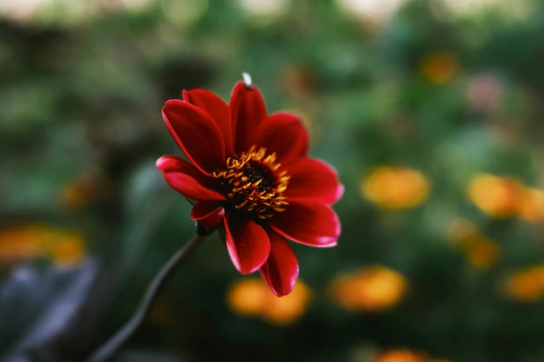 a bright red flower stands out against the backdrop of many other orange flowers