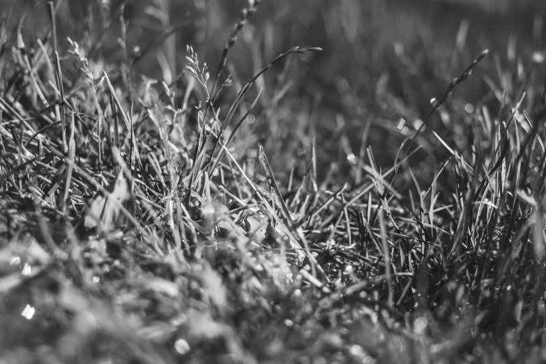 a grass covered ground with drops of rain