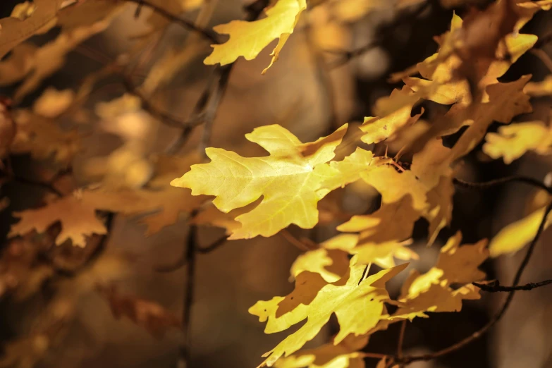 leaves in fall near tree in open area