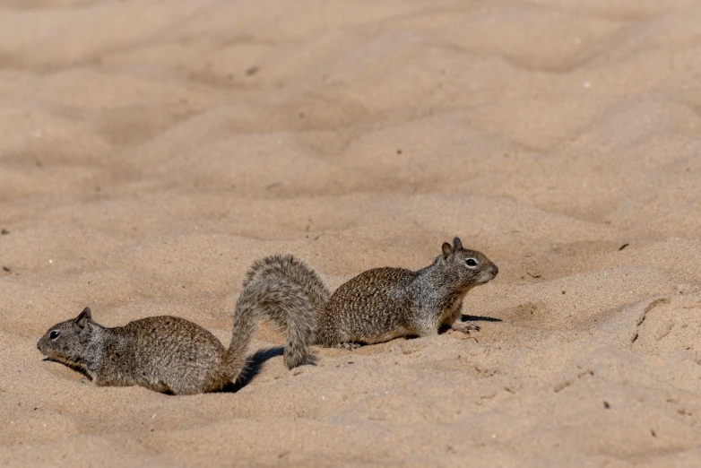 two small brown animals are walking across a beach
