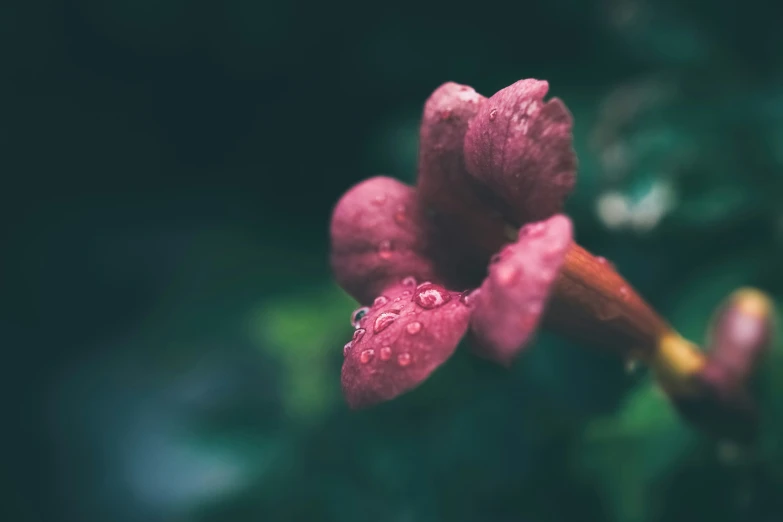 a pink flower with rain drops on it