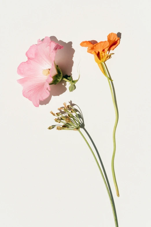 a couple of flower stems with pink flowers on top