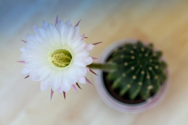 the flower bud in this cactus looks like it has just opened