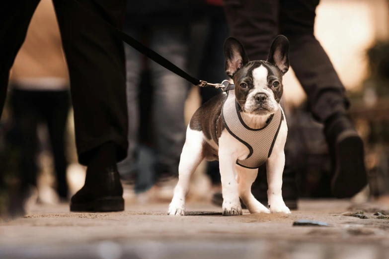 a small black and white dog walking on a leash