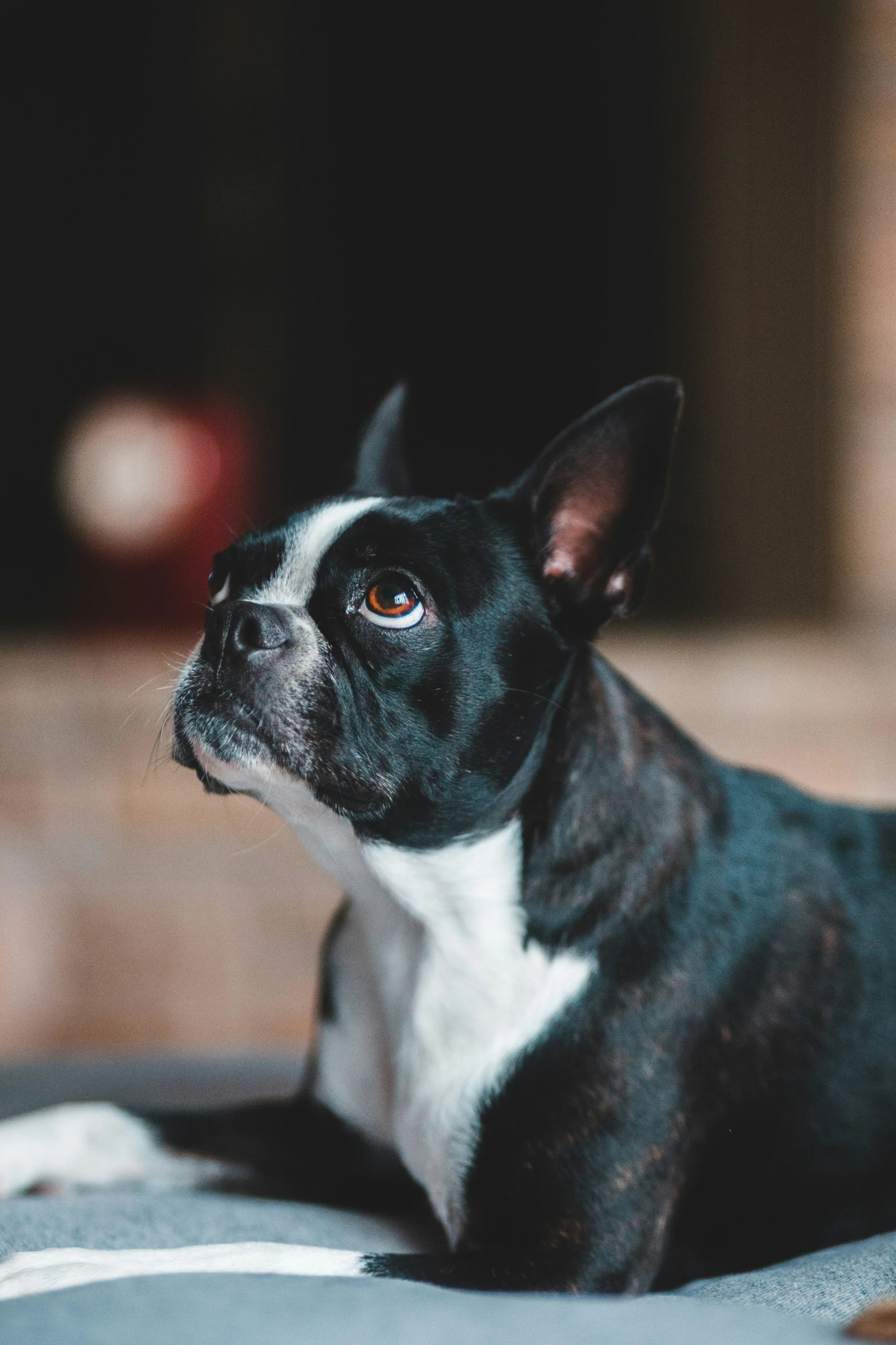 small black dog laying on a gray cushion