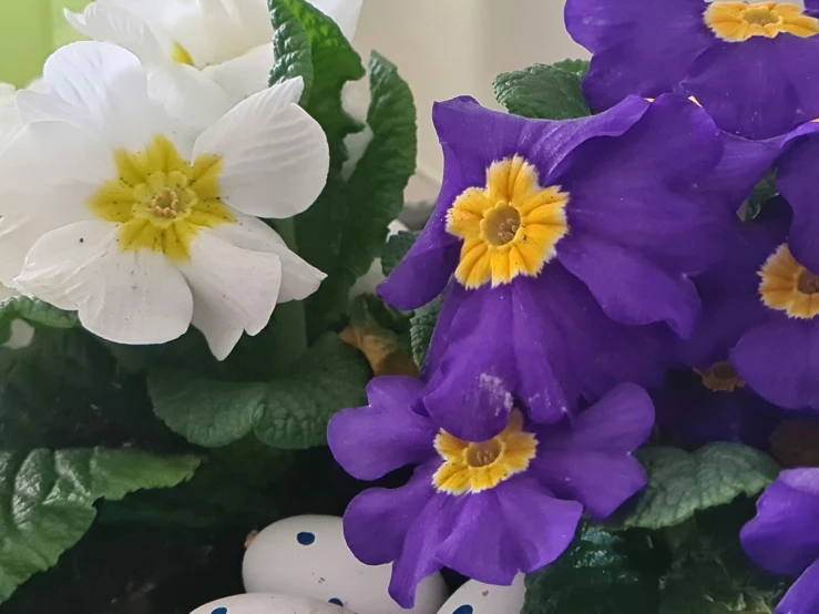 a purple and white flower with yellow centers in the center