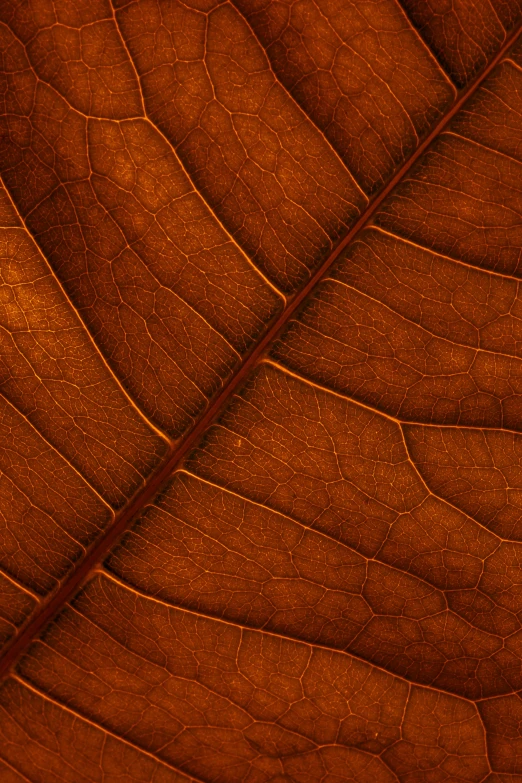 the texture of a large brown leaf