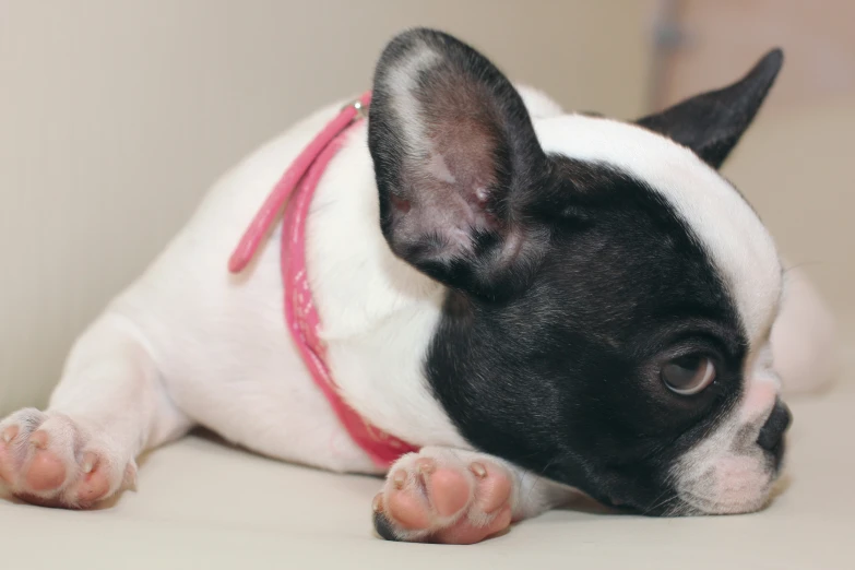 there is a black and white dog that has it's head down