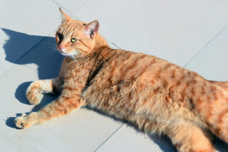 an orange cat laying on the ground