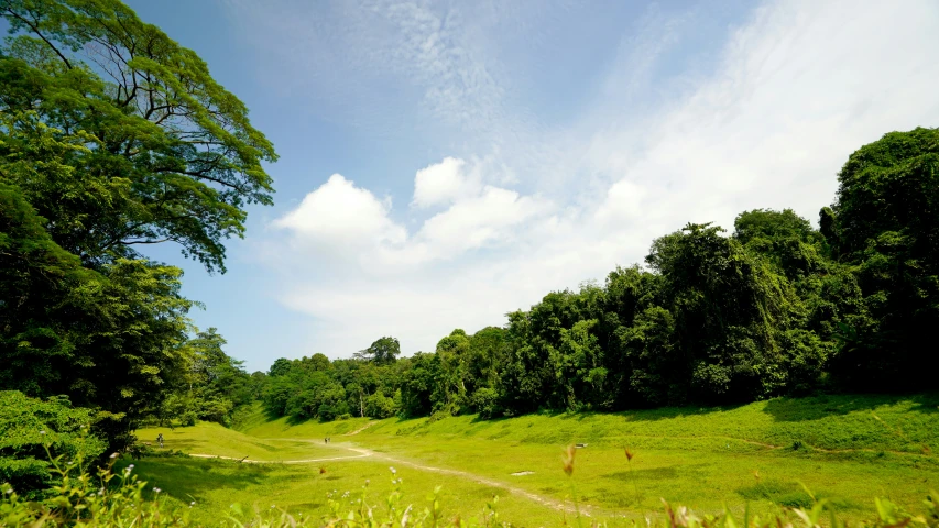 a dirt road is going through a lush green field