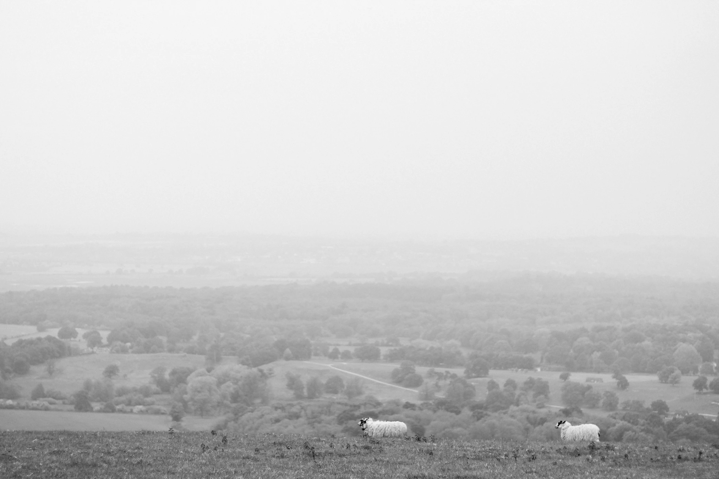 sheep are in a field on a misty day