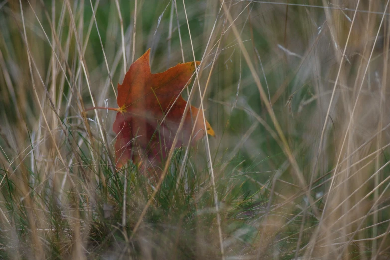 the red leaf is seen through the tall grass