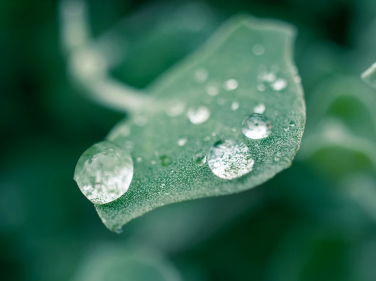 some dew drops on the leaf as a background