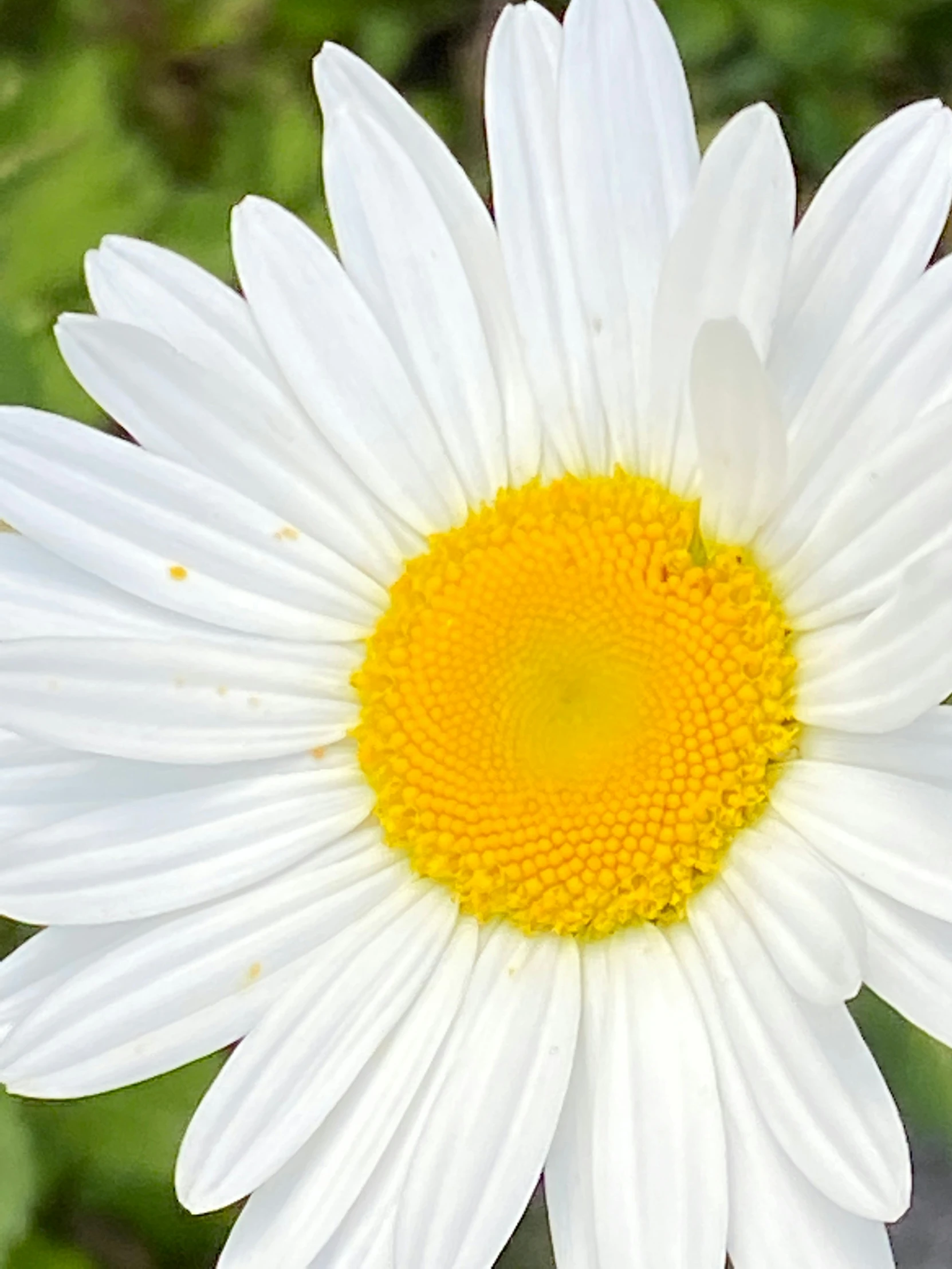 a white and yellow daisy with green leaves in the background