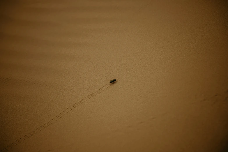 a lone animal is walking in the desert