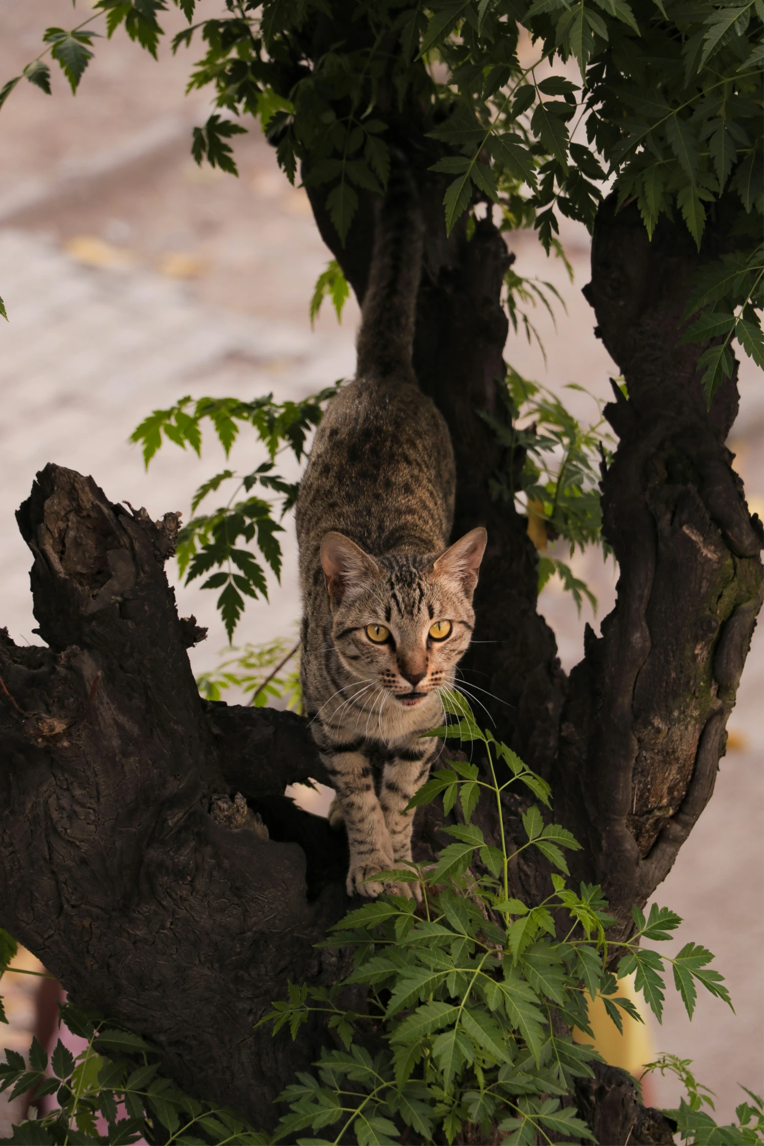 a cat on a nch of a tree