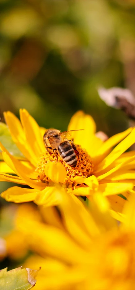 bee on the pollen of a yellow flower