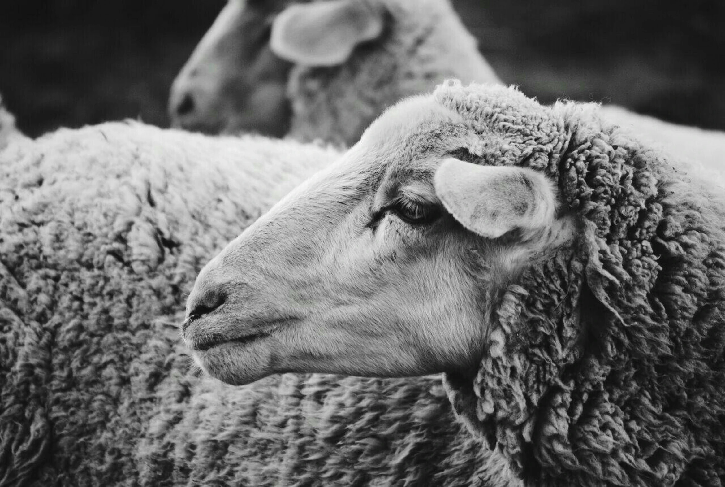 a group of sheep are in the open field