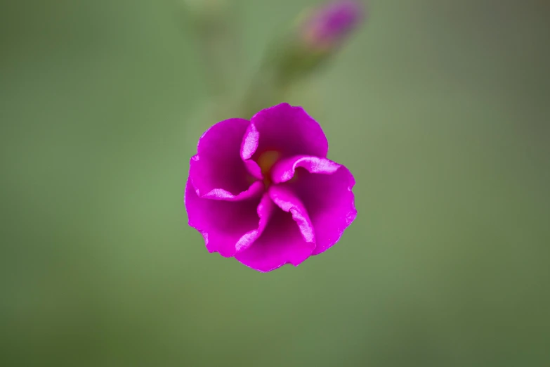 a small purple flower with green background