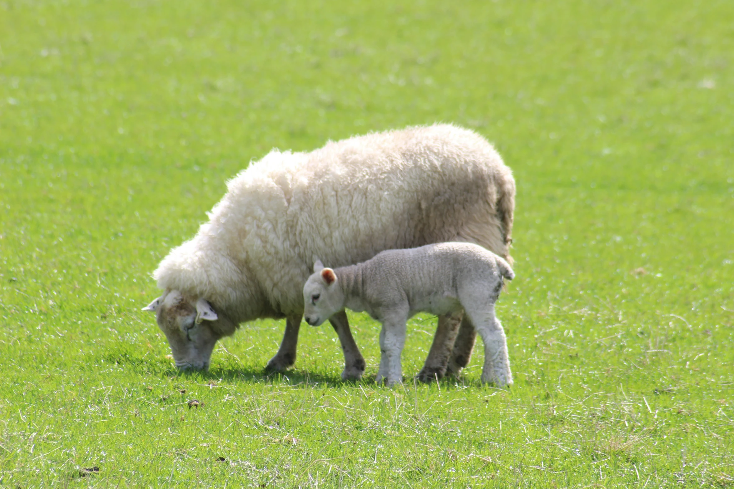 two adult sheep and a young one grazing on a field