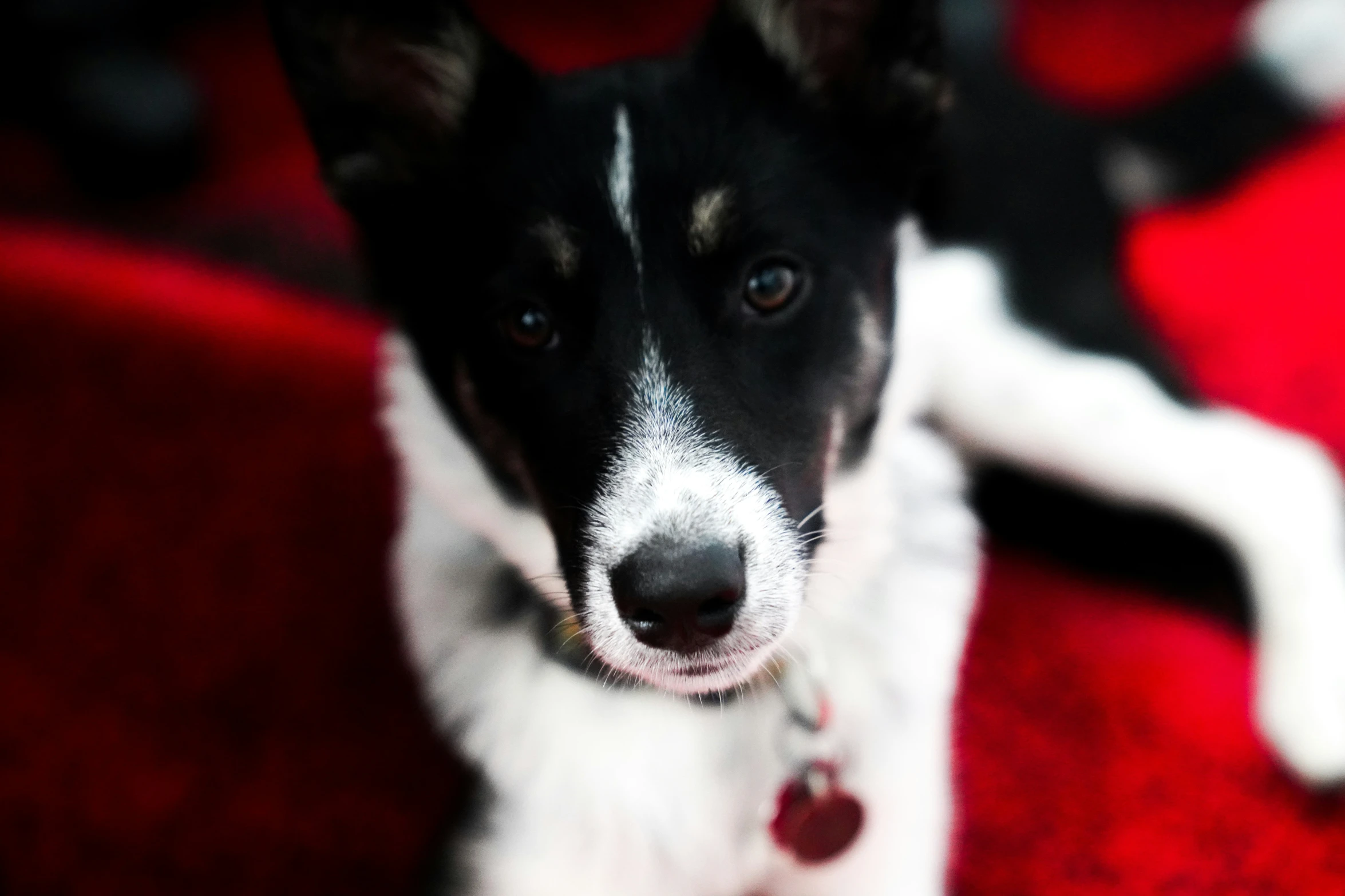 a dog sitting on top of a red carpet