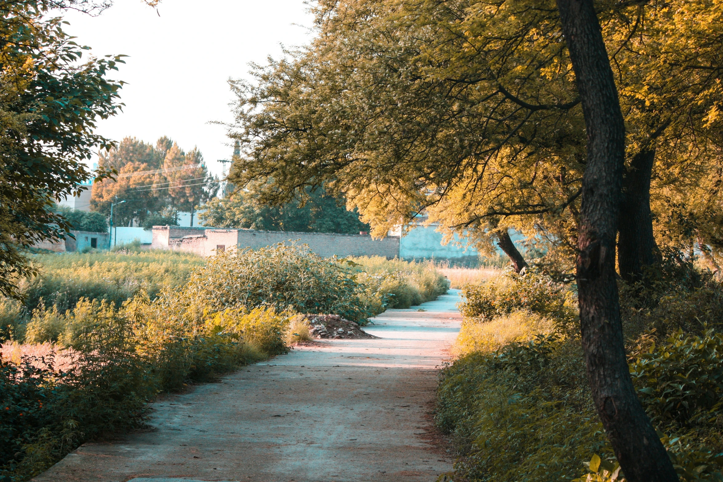 a sidewalk between trees and grass in the daytime