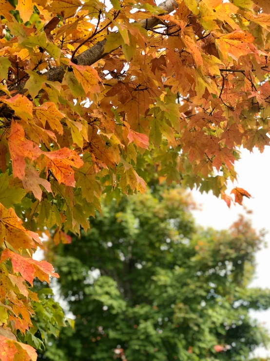 the yellow leaves on the tree are bright