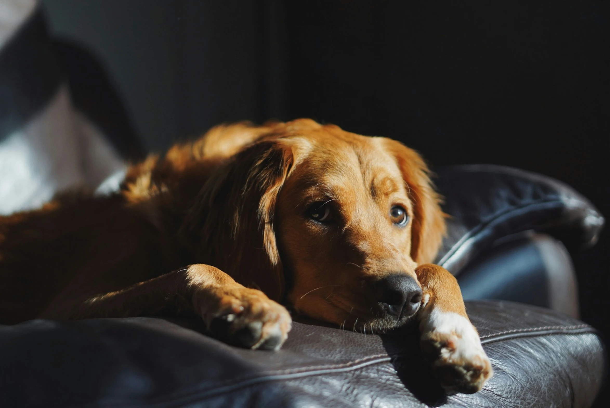 a dog laying down with his head resting on the arm of a chair