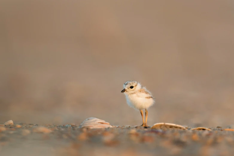 the little bird is standing near rocks and water