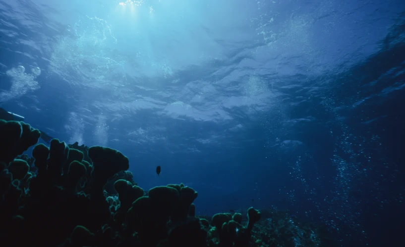 several fish swimming under an underwater light