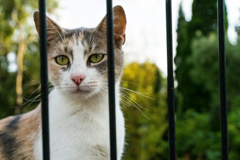 the grey and white cat is behind a chain link fence