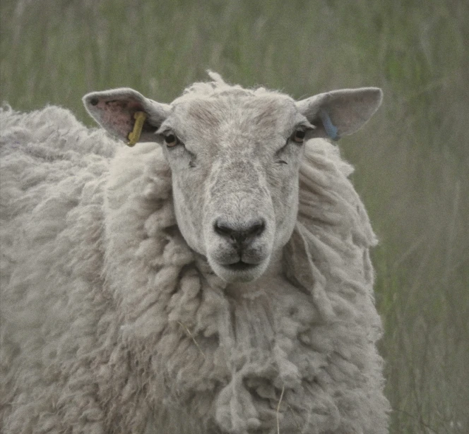 a white sheep standing in a field looking at the camera