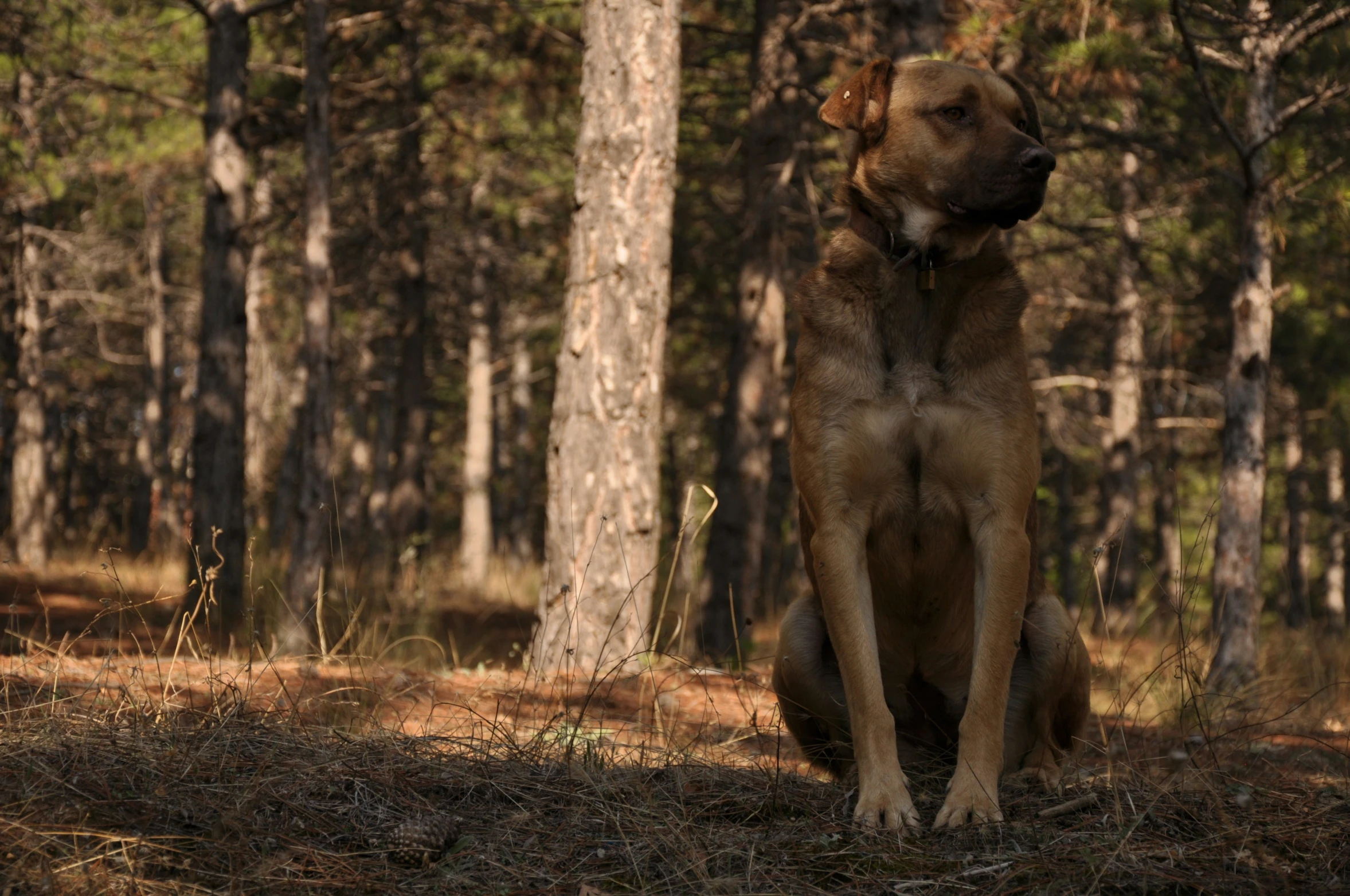 a dog sitting on the ground with a tree in the background