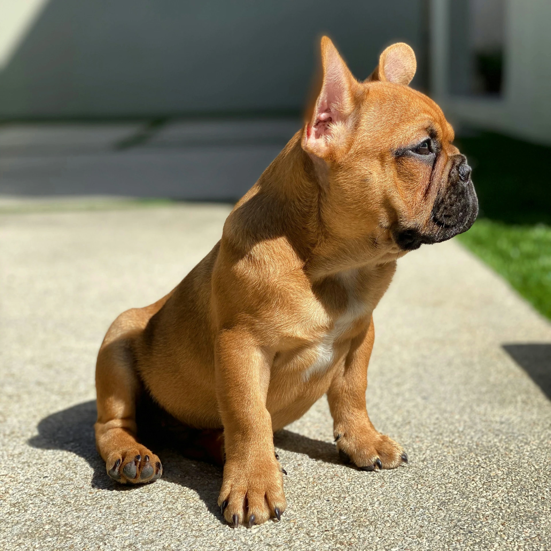 a puppy sitting on top of a cement sidewalk