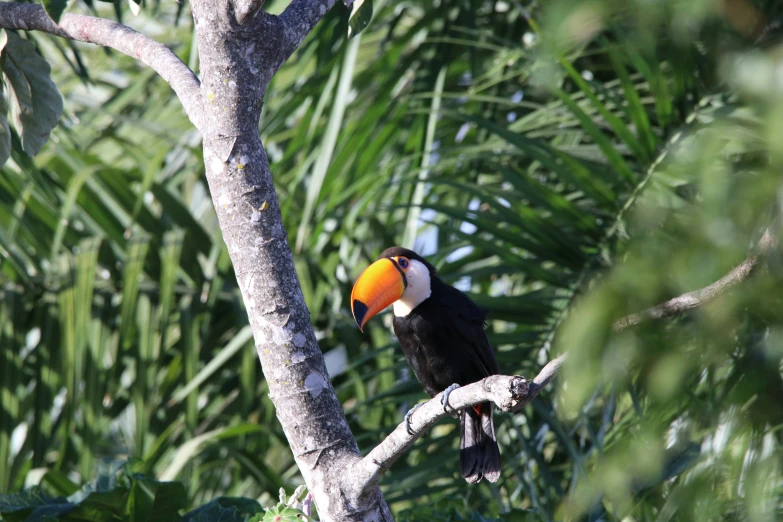 a bird is sitting on top of a tree nch