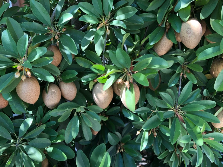 a group of fruits that are on the nches