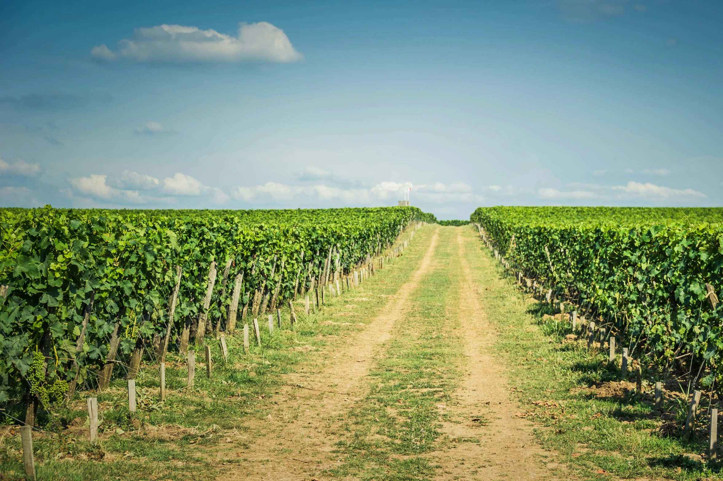 the dirt road runs down to the bottom of the crop of green plants