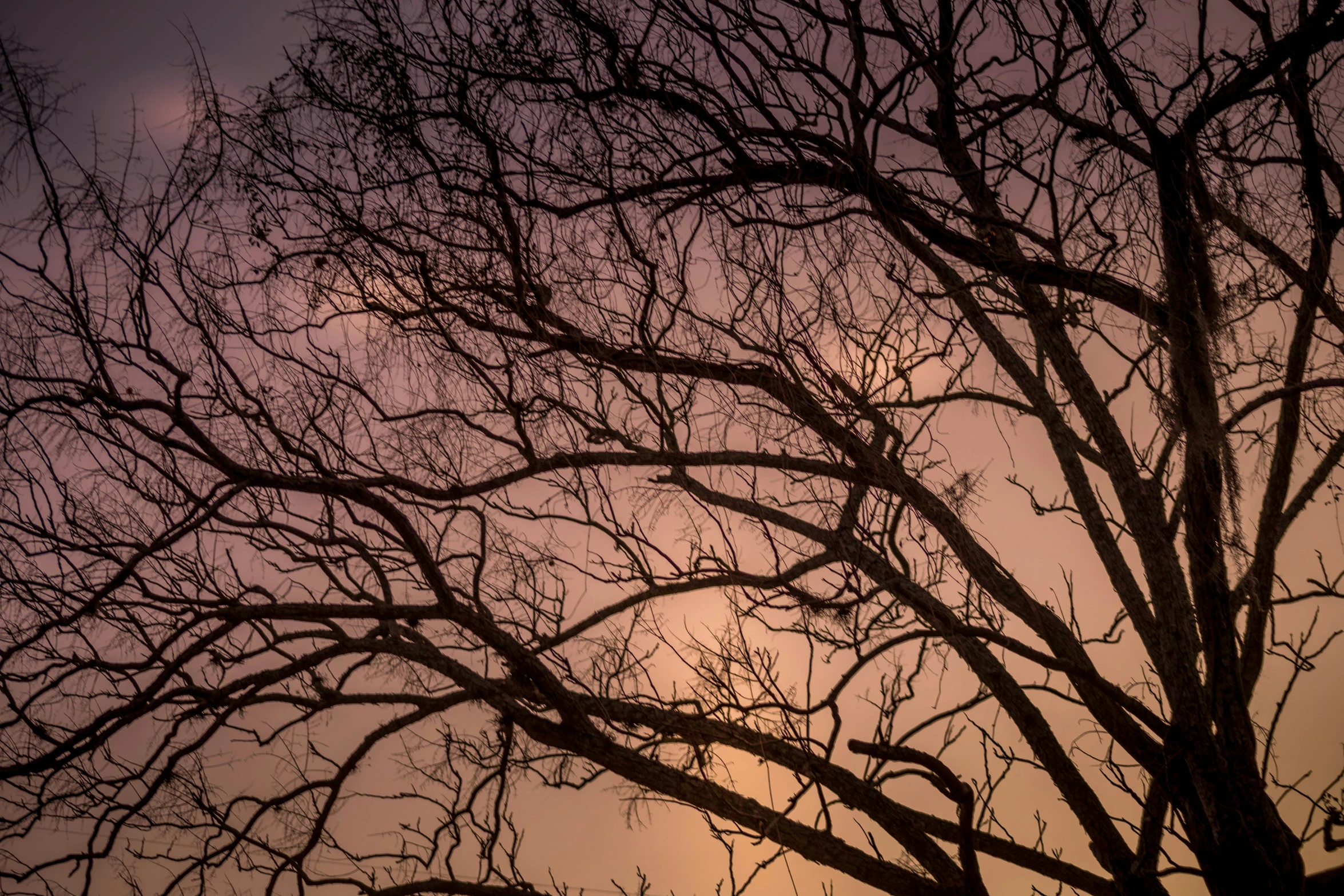 a bare tree nches in silhouette at sunset