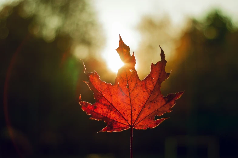 an orange maple leaf glowing on the outside of the camera