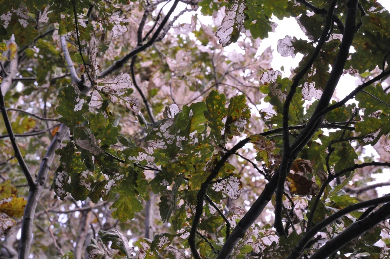 a tree filled with lots of green leaves next to another tree