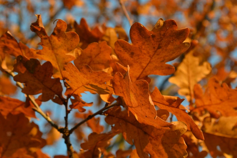 bright orange fall leaves are displayed against the blue sky