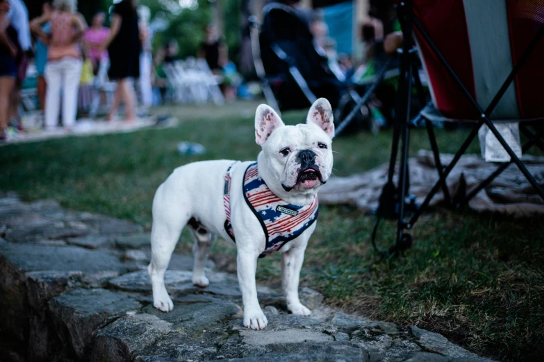 a small white dog wearing a red, white and blue vest