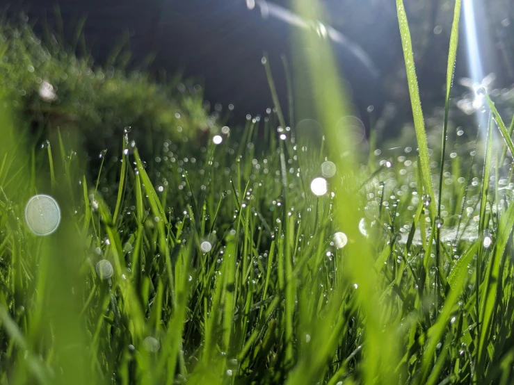 water drops fall on a grassy area, as the grass sits in the sun