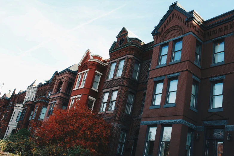 several buildings with windows and a tree in front of them