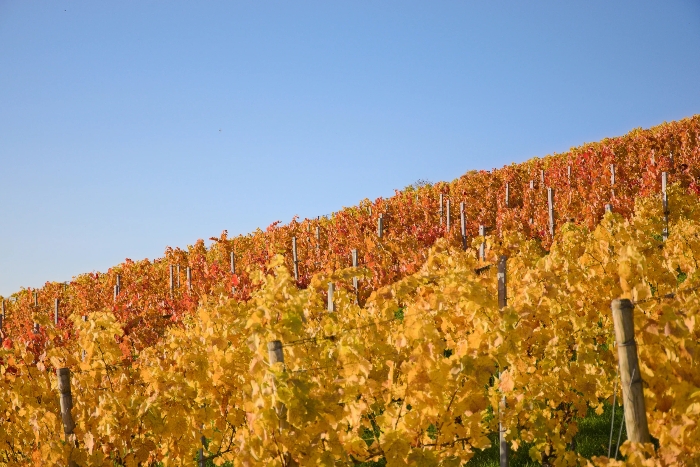 vineyard with fall foliage in a scenic area