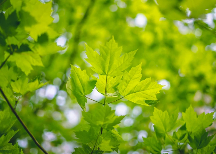 leafy trees in front of a bright green background