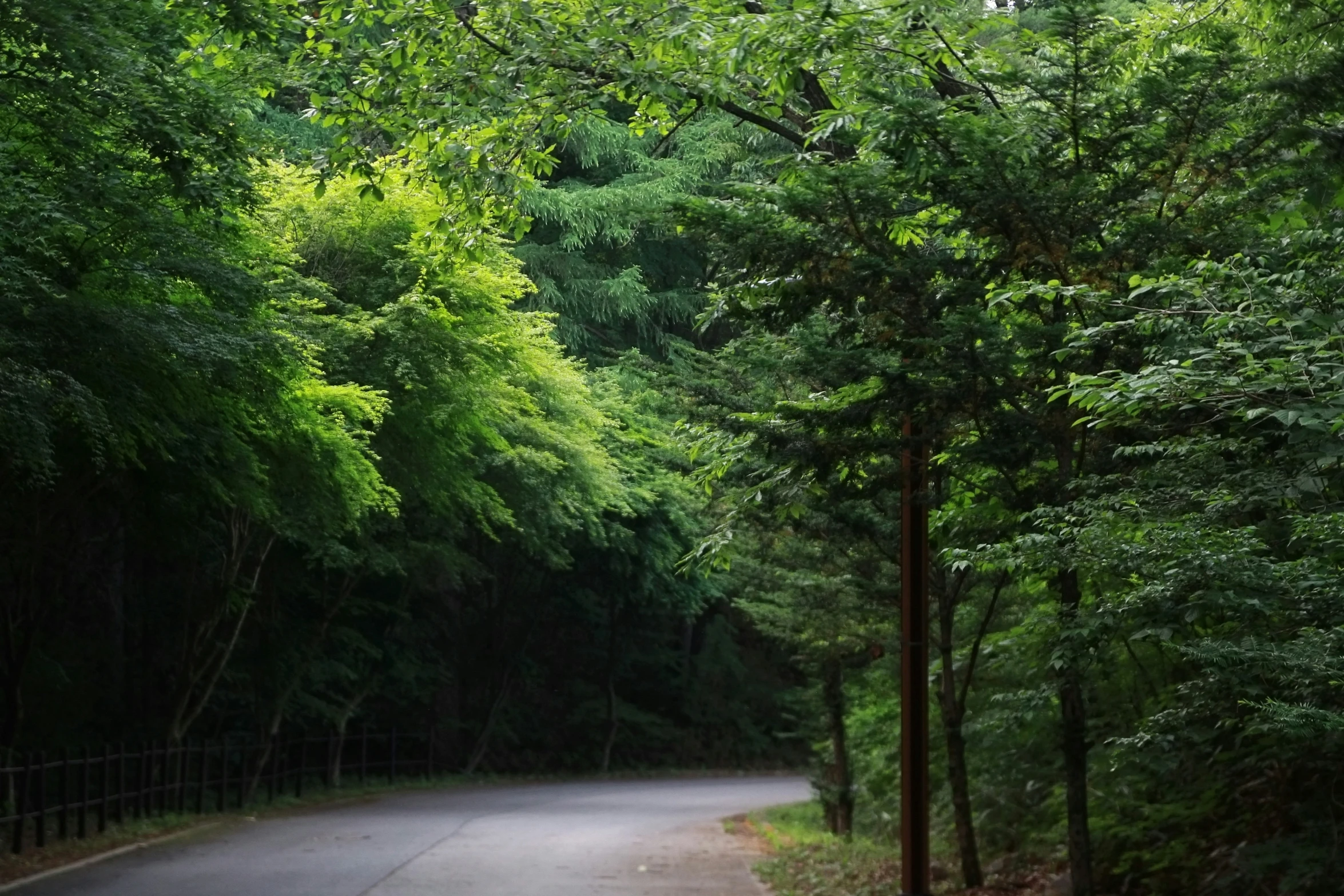 the view from behind a bench of trees and a paved road